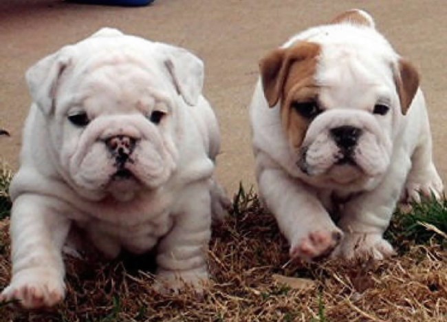 photo of Ronald W. Maust on August 15, 2011